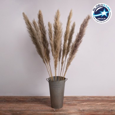 GLOBOSTAR® PAMPASGRASS 36514 Αποξηραμένο Διακοσμητικό Μπουκέτο Γρασίδι της Πάμπας - Καφέ - Μ20 x Π20 x Υ150cm - Πακέτο 5 Τεμαχίων