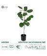GloboStar® Artificial Garden POLYSCIAS BALFOURIANA TREE 20373 Τεχνητό Διακοσμητικό Φυτό Πολυσκιά Υ70cm