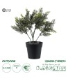 GloboStar® Artificial Garden LEMON CYPRESS 20389 Τεχνητό Διακοσμητικό Φυτό Λεμονόκυπάρισσο Υ30cm