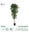 GloboStar® Artificial Garden FICUS BENJAMINA TREE 20417 Τεχνητό Διακοσμητικό Φυτό Φίκος Μπενζαμίνη Υ210cm