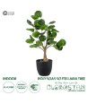 GloboStar® Artificial Garden POLYSCIAS SCUTELLARIA TREE 20424 Τεχνητό Διακοσμητικό Φυτό Πολυσκιά Υ50cm