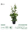 GloboStar® Artificial Garden VITIS GRAPE TREE 20379 Τεχνητό Διακοσμητικό Φυτό Άμπελος Υ90cm