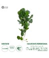GloboStar® Artificial Garden HANGING PEPEROMIA 20599 Τεχνητό Διακοσμητικό Κρεμαστό Φυτό Πεπερόμια Μ30 x Π31 x Υ50cm