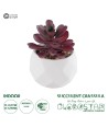 GloboStar® Artificial Garden SUCCULENT CRASSULA 21004 Διακοσμητικό Φυτό Παχύφυτο Κράσουλα Υ9.5cm