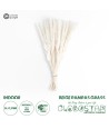 GloboStar® Artificial Garden REAL DRIED BEIGE PAMPAS GRASS BUNCH 21216 Αποξηραμένο Διακοσμητικό Μπουκέτο Pampas Μπέζ Y50cm - Σετ 15 τμχ