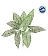 GloboStar® SYNGONIUM 78224 Τεχνητό Φυτό Συγγόνιο - Μπουκέτο Διακοσμητικών Φυτών - Κλαδιών με Φύλλωμα Πράσινο - Λευκό Υ37cm