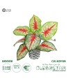 GloboStar® Artificial Garden CALADIUM 20891 Τεχνητό Διακοσμητικό Φυτό Τροπικό Φυτό Καλάδιο Φ40 x Υ33cm
