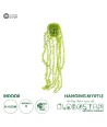 GloboStar® Artificial Garden HANGING MYRTLE 20881 - Τεχνητό Κρεμαστό Διακοσμητικό Φυτό Μυρτιά Φ21 x Y80cm