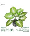 GloboStar® Artificial Garden CALADIUM 20890 Τεχνητό Διακοσμητικό Φυτό Τροπικό Φυτό  Φ40 x Υ33cm