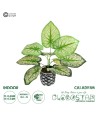GloboStar® Artificial Garden CALADIUM 20889 Τεχνητό Διακοσμητικό Φυτό Τροπικό Καλάδιο Φ40 x Υ33cm