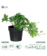 GloboStar® Artificial Garden SCHEFFLERA PLANT 20954 Διακοσμητικό Φυτό Σεφλέρα Φ18 x Υ17cm