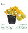 GloboStar® Artificial Garden SCHEFFLERA MIX PLANT 20955 Διακοσμητικό Φυτό Σεφλέρα Φ20 x Υ18cm